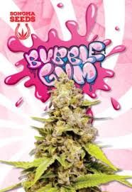 BUBBLE GUM GELATO THC 32,22% OUNCE