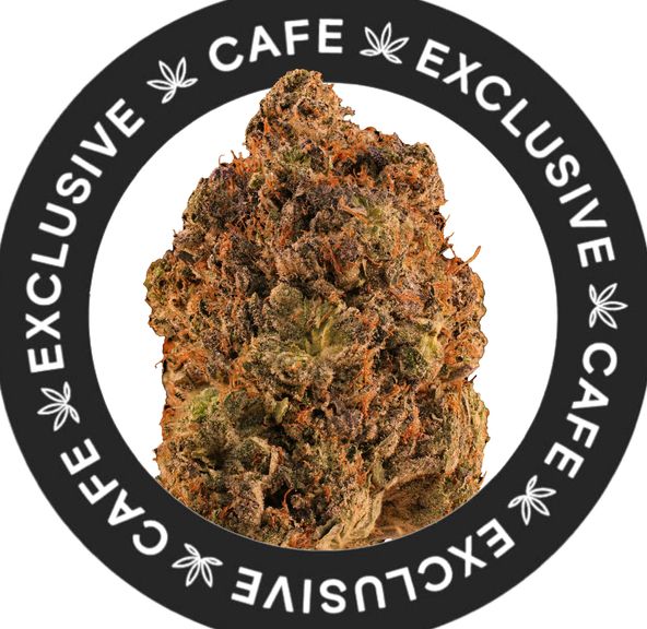 7G CAFE EXCLUSIVES- PINK PERIGNON