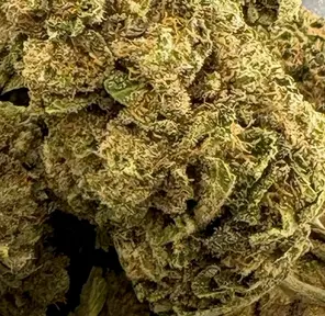 14G - GODS GLUE (AAA)