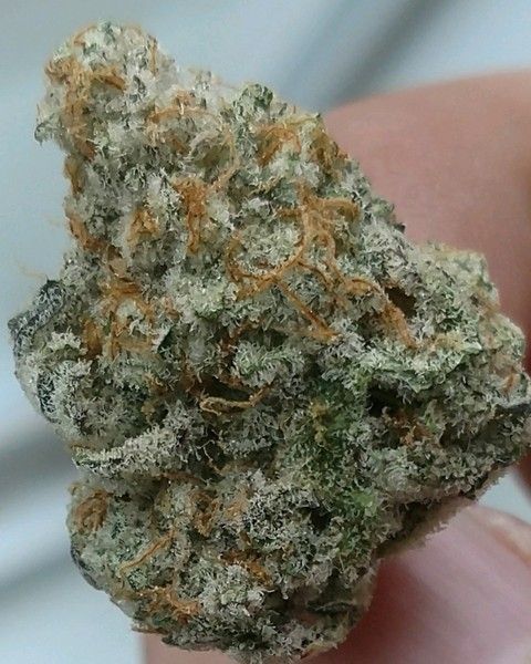 Emerald Family - MAC 3.5g premium indoor