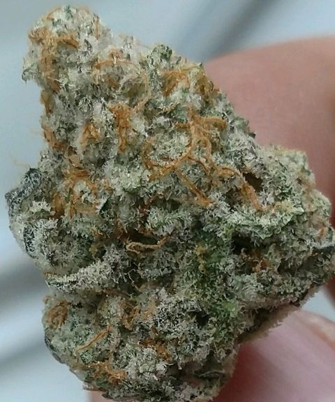 Emerald Family - MAC 3.5g premium indoor