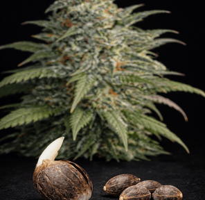 Big Buds Feminized Cannabis Seeds (18-20% THC) -- Cultivated Homegrow