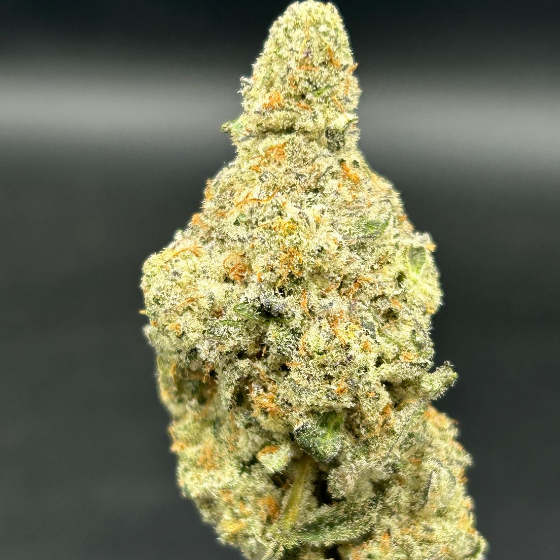 Cap Junky - Tier 2 - Cultivated by Miller Farms