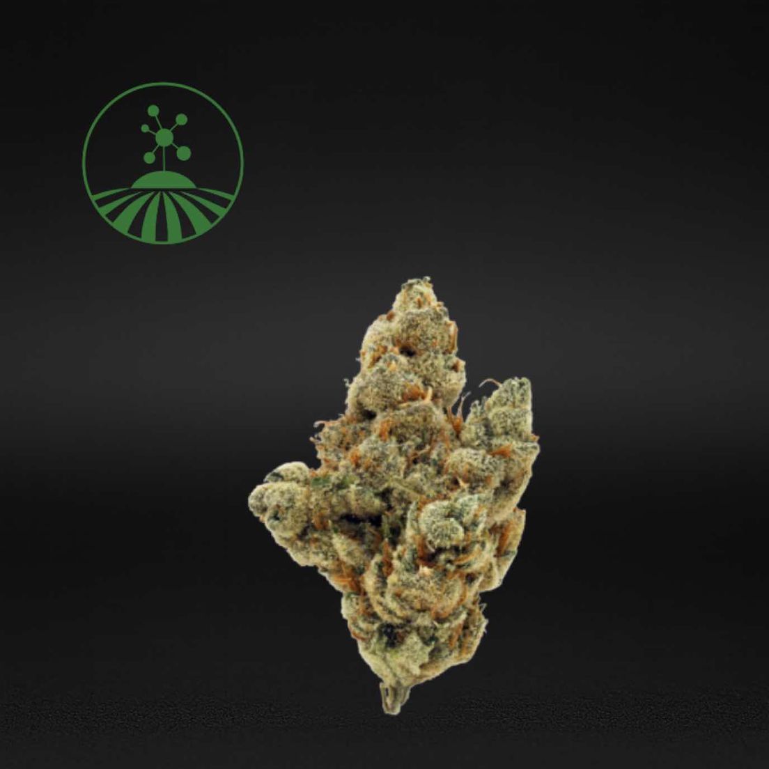 Molecular Farms | Dodi - Flower | 3.5g | Sativa-Hybrid