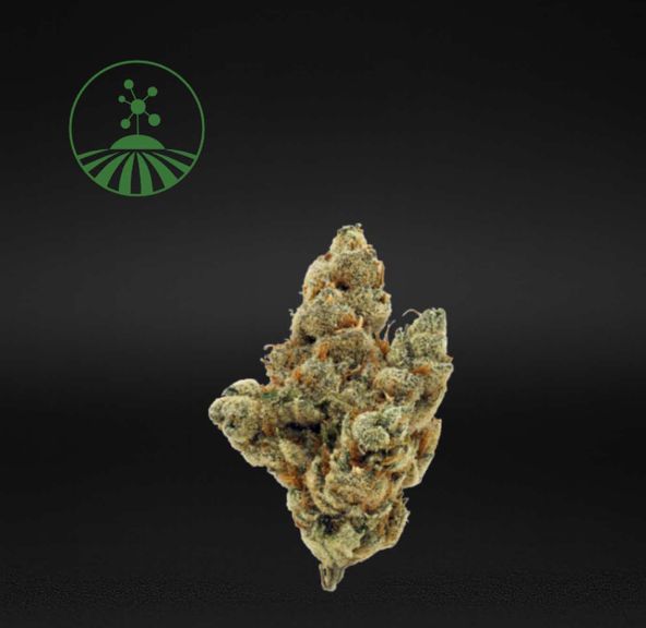 Molecular Farms | Dodi - Flower | 3.5g | Sativa-Hybrid