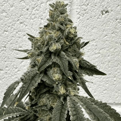 Brilliant Buds Gypsie Road 3.5g