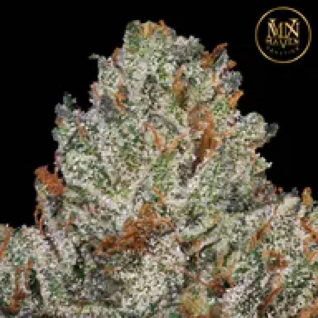 Maven genetic - Gelato Gas Gram 1.