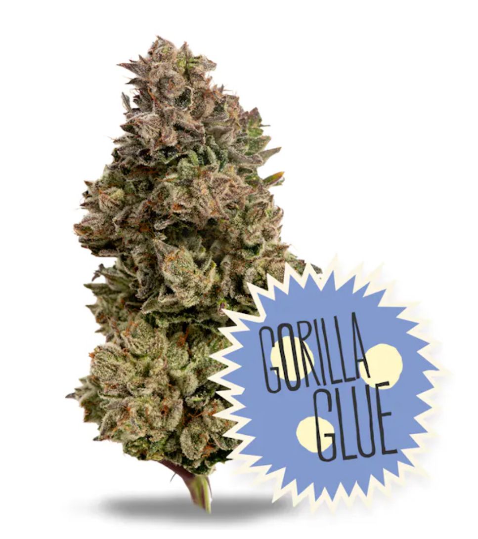 District Cannabis | Gorilla Glue - Flower | 14g | Hybrid