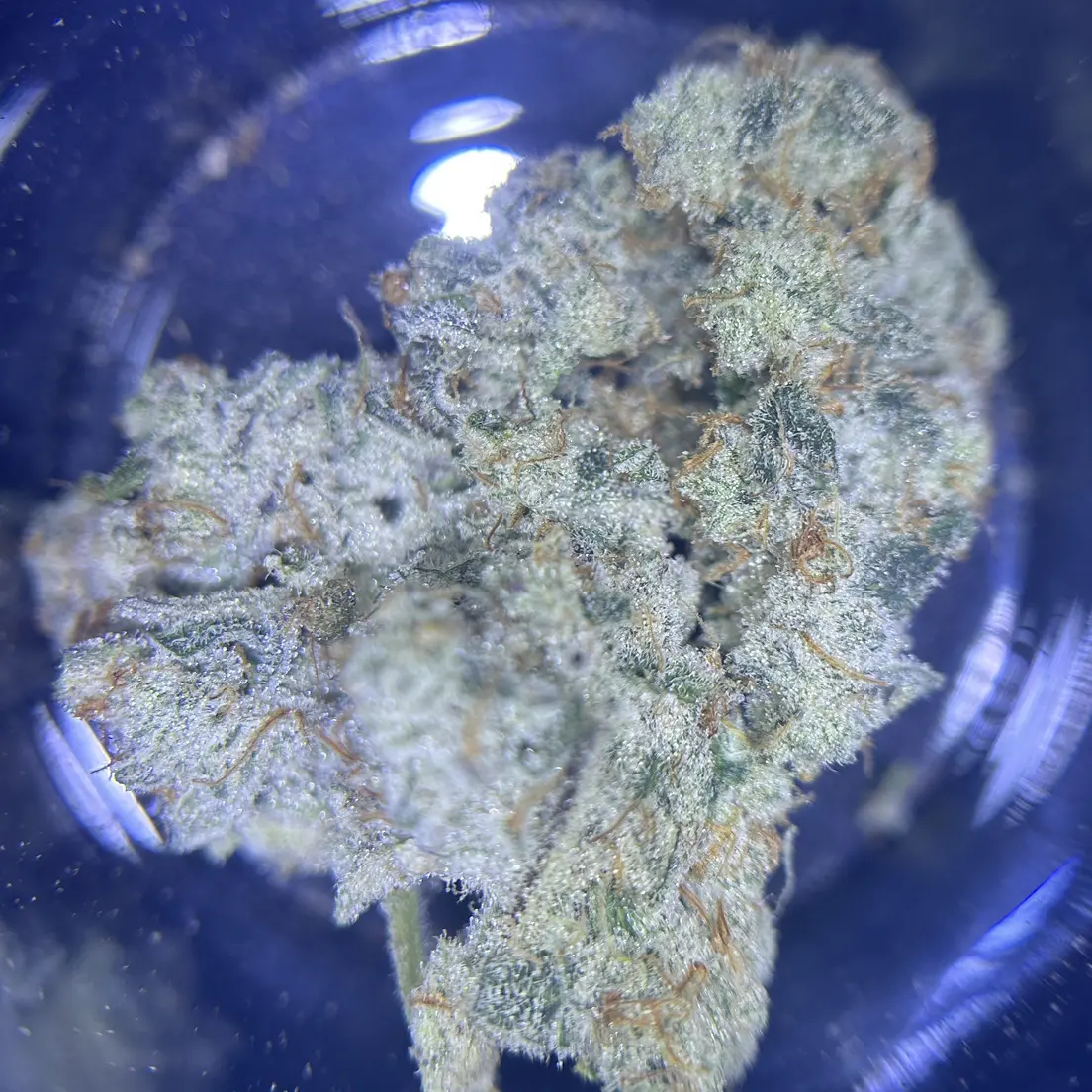 Cap Junky