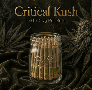 0.7G Pre-Roll: Critical Kush (I) 40 Pack Jar