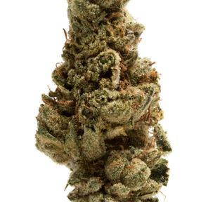 Delighted | White Runtz XL | (Premium) 3.5g