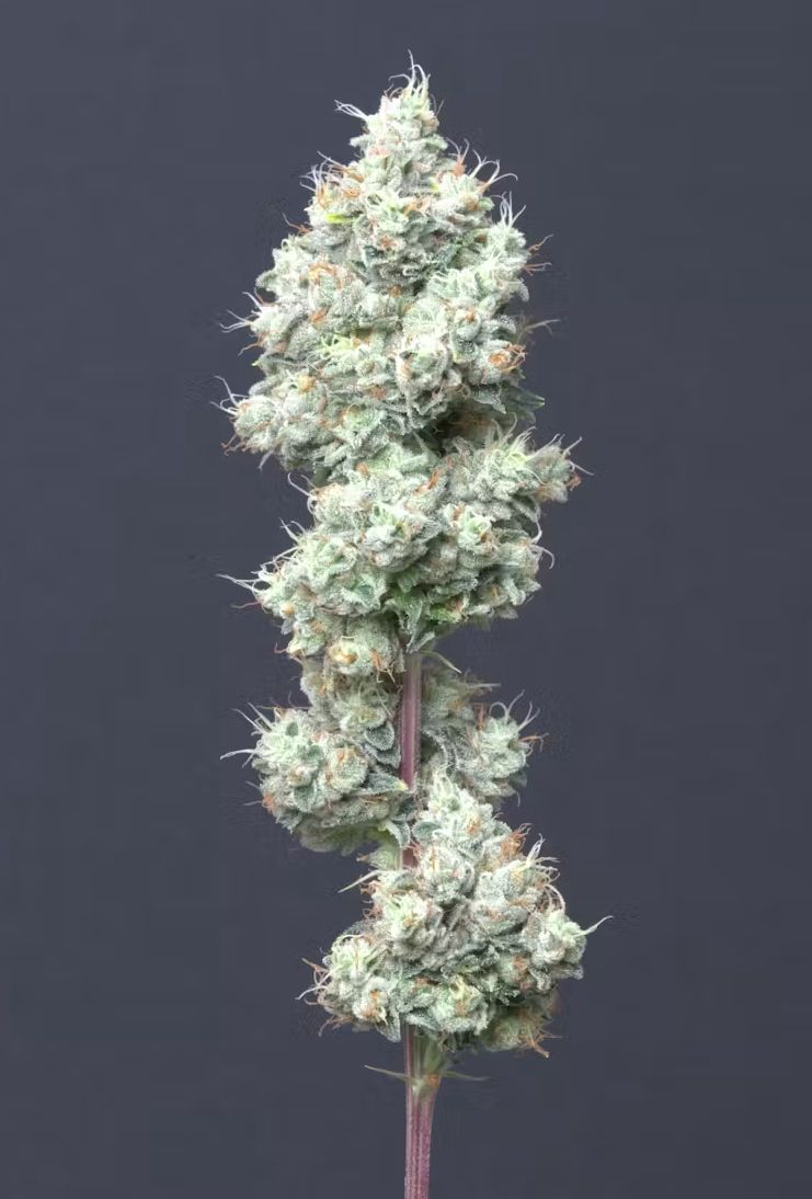 Alt Sol | Dinafem Diesel - Flower | 3.5g | Sativa-Hybrid