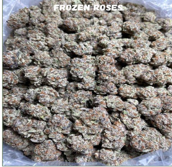 Frozen Roses (Shamrock Farms)