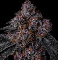 Seed Junky
