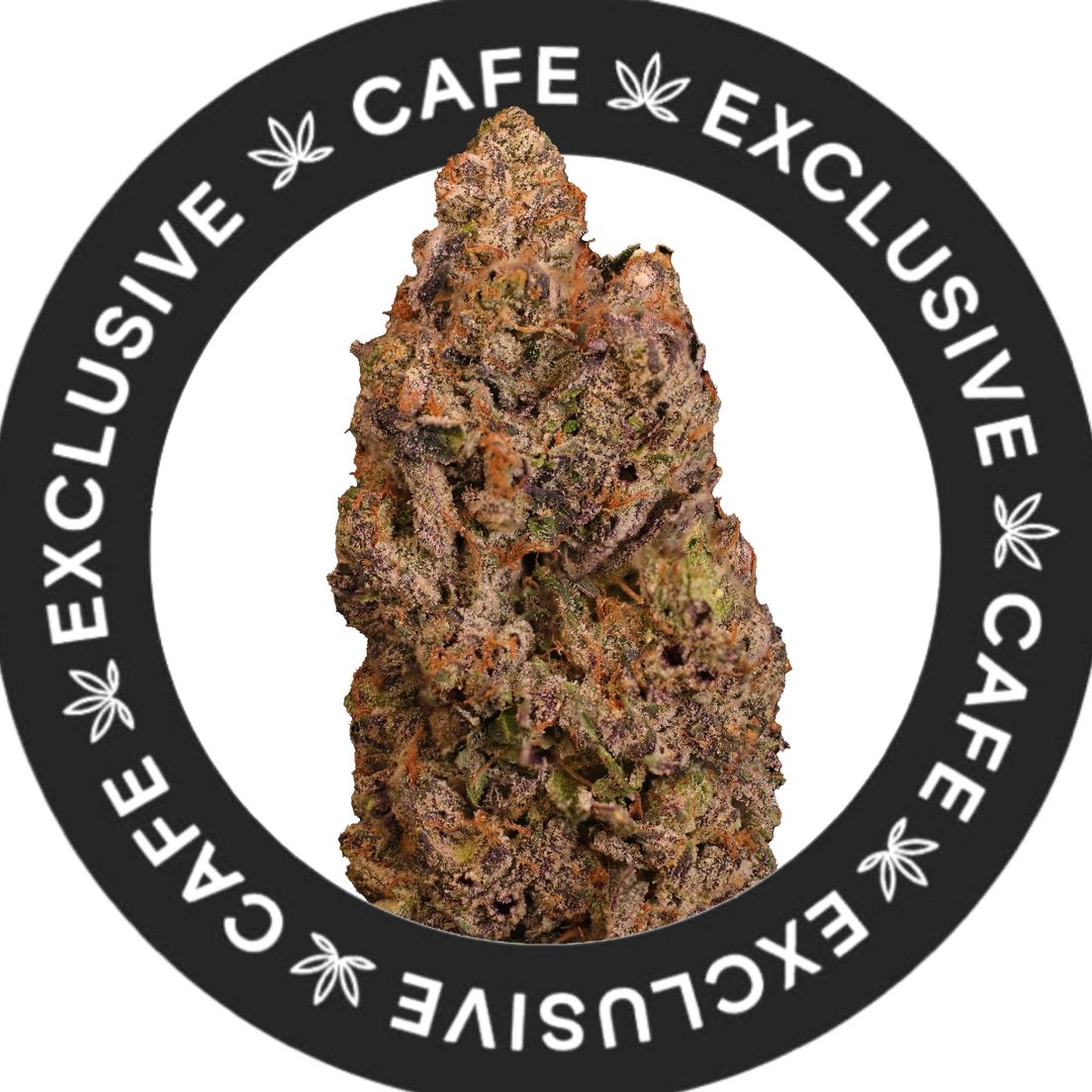 7G CAFE EXCLUSIVES- PINK PHANTOM