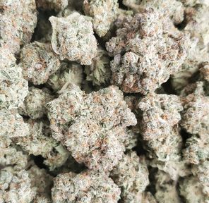 Lotus - NEW DROP! - OTD Prices!