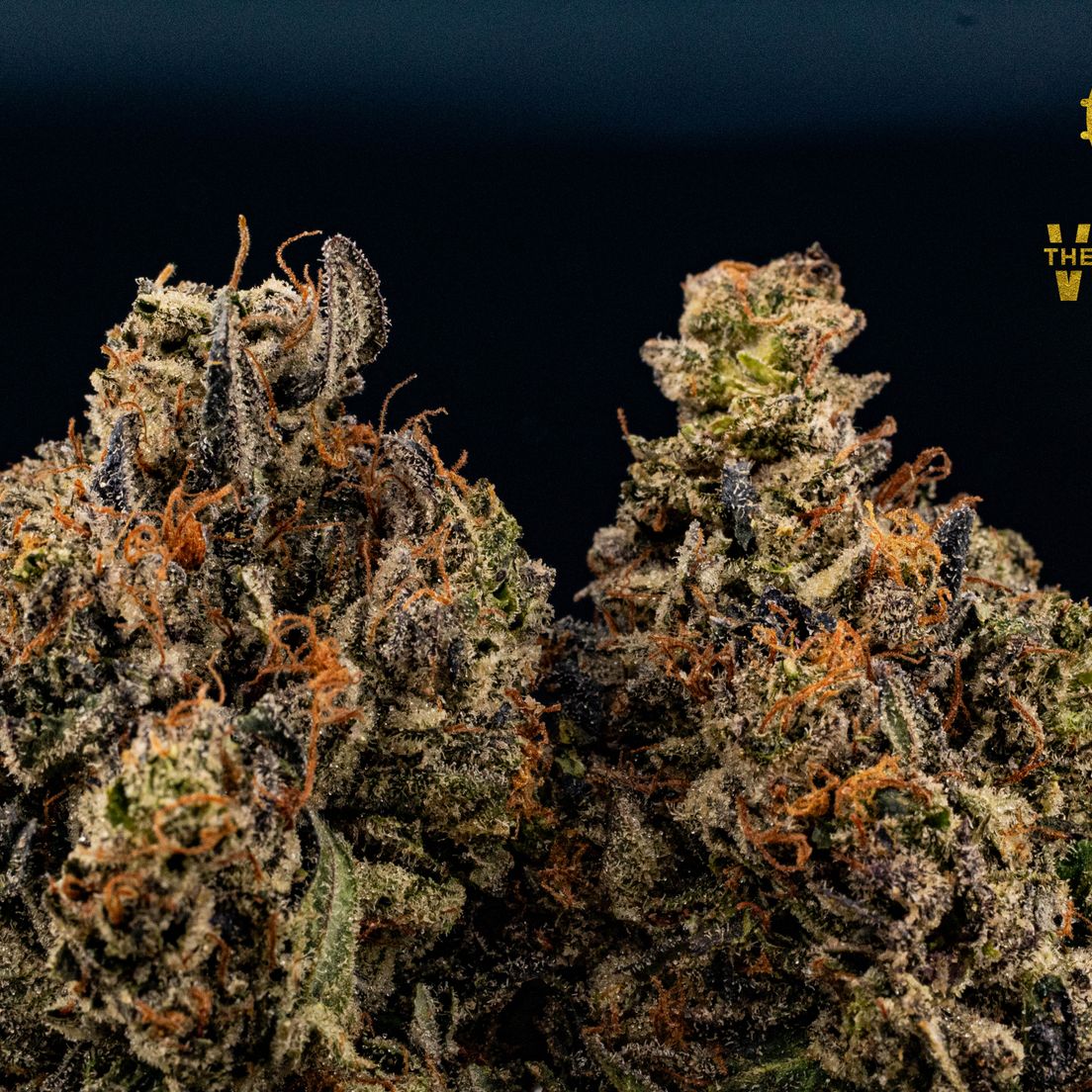 AAAA+ | C.E DEATH BUBBA