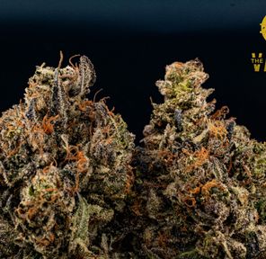 AAAA+ | C.E DEATH BUBBA