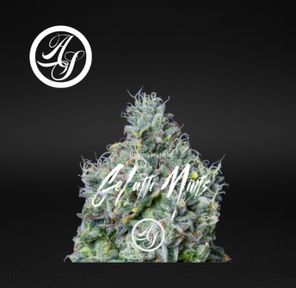 Alt Sol | Gelatti Mints - Flower | 3.5g | Indica-Hybrid