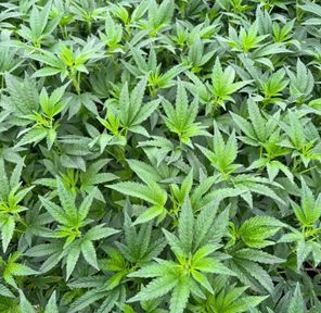 Preorder - Bruce Banger - Greenhouse Clones (taxes included)