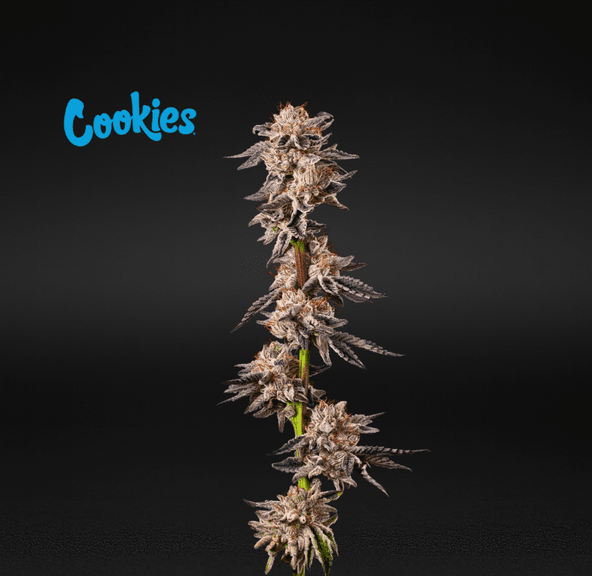 Cookies (Cultivated by DC's Finest) | Cereal a la Mode - Flower | 3.5g | Hybrid