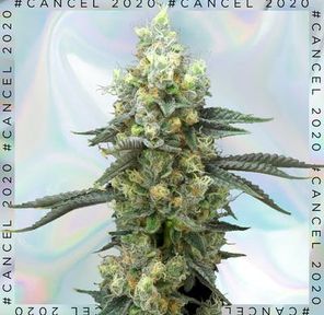FloraCal Cancel2020 Peach Crescendo Prepackaged 1/8th DISPLAY