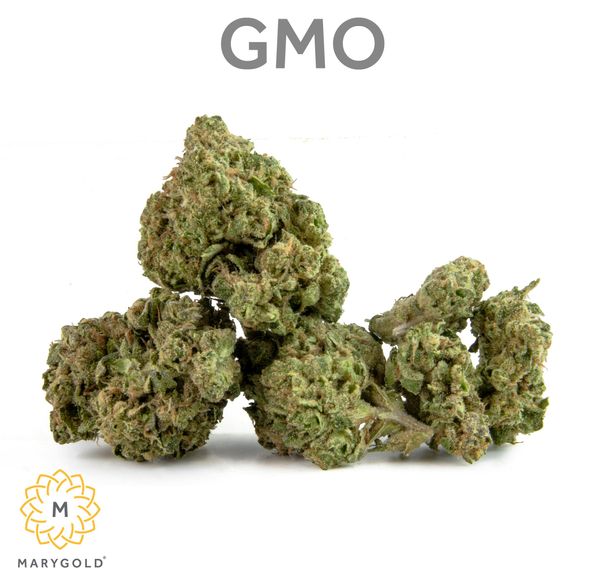GMO 3.5g