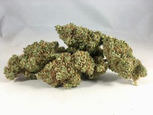 (PRE-ORDER ONLY) Black Jack (30.38% THC) Mad Cow Genetics