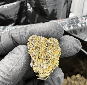Hoka Haze (RCWM) - Gastro Pop, 3.5 grams