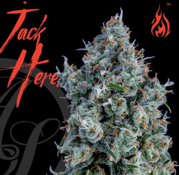Alt Sol | Jack Herer - Flower | 3.5g | Sativa-Hybrid