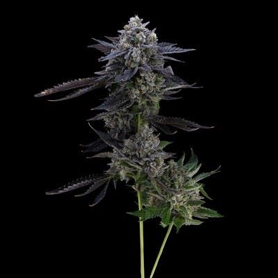FloraCal Seed Junky Walfredo Prepackaged 1/8th