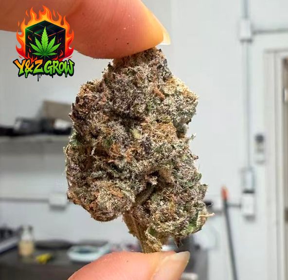 ??Maui Wowie (SATIVA) - Premium