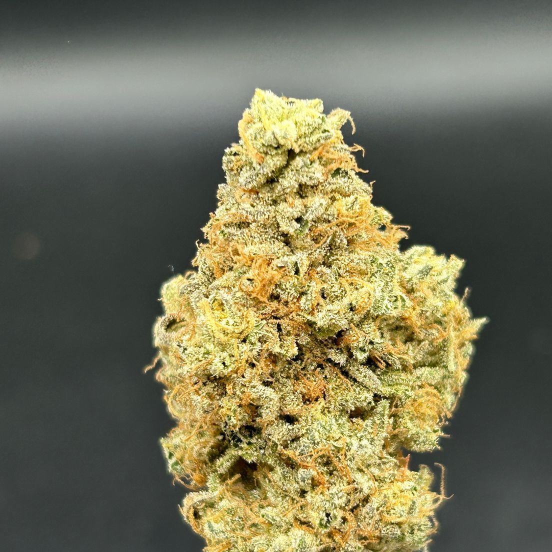 Bananaz - Blackwood Cultivation - Tier 1