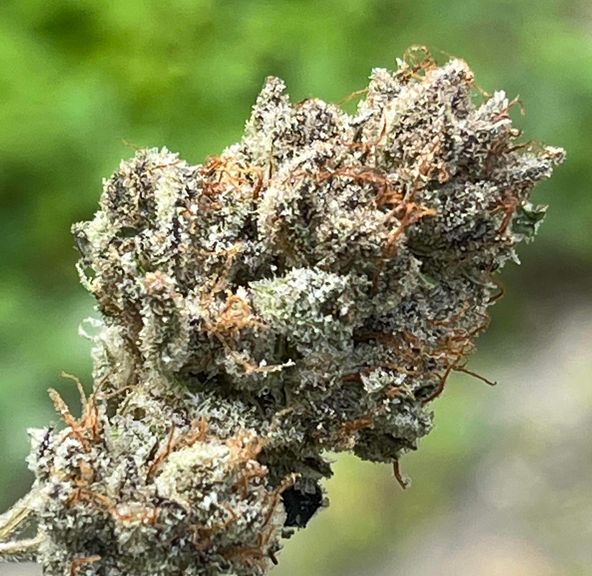 Grape Cream Cake
