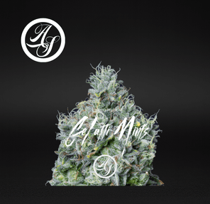 Alt Sol | Gelatti Mints - Flower | 3.5g | Indica-Hybrid