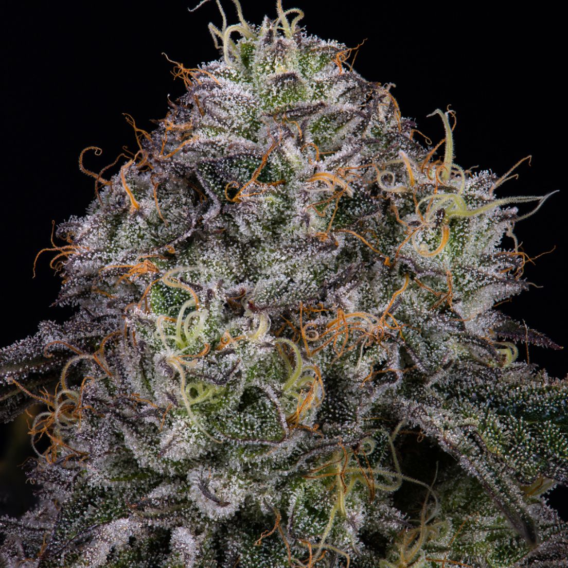Flower-Ridgeline Lantz 3.5g