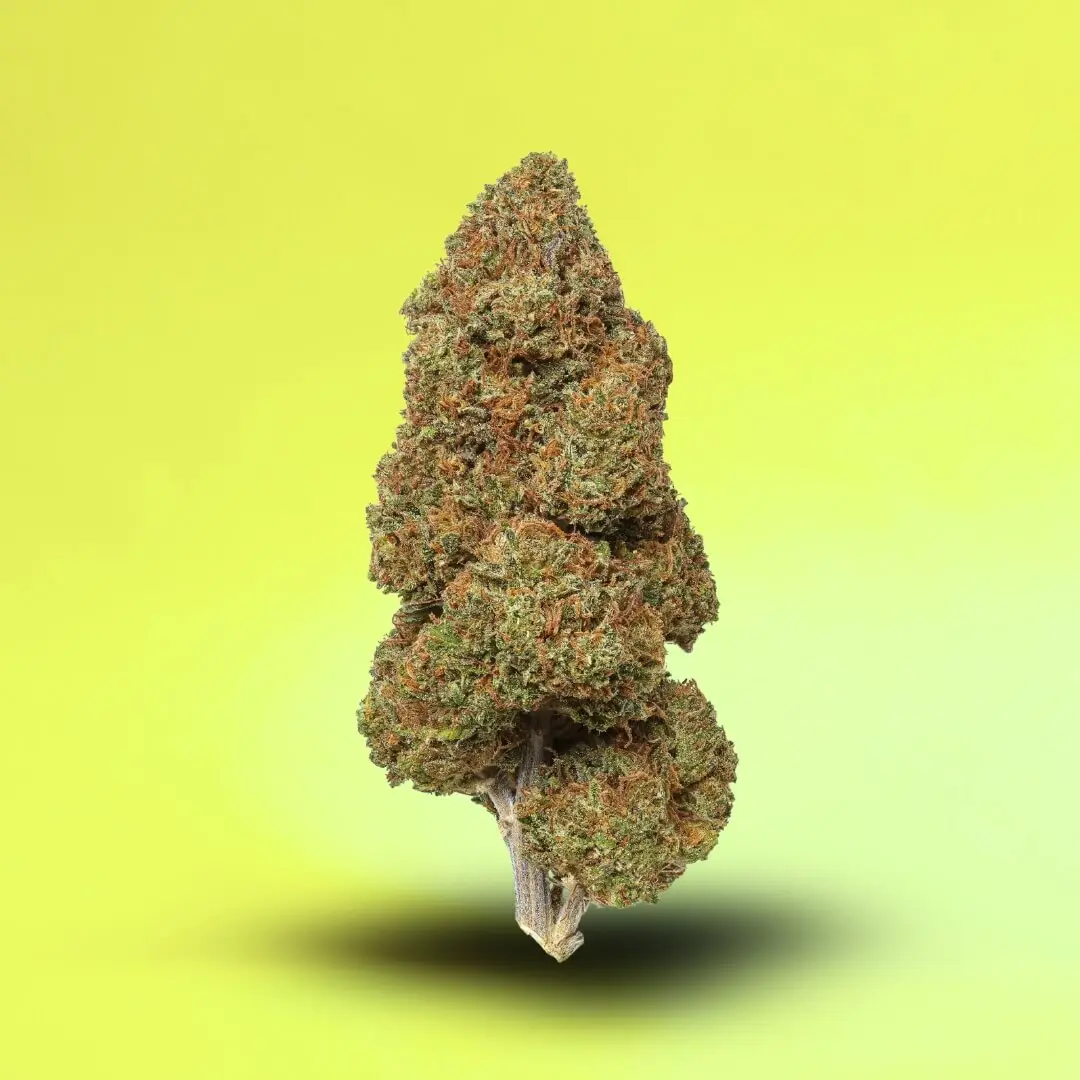 BAY DREAM 1/8 TH 32.41% THC