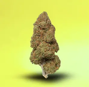 BAY DREAM 1/8 TH 32.41% THC