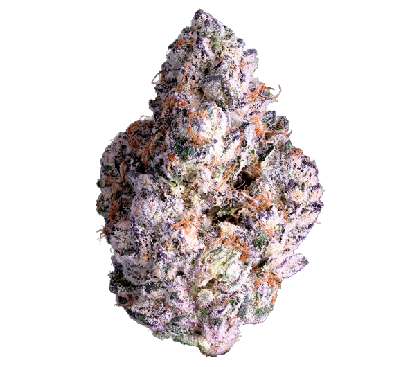 Maven Genetics Shangri-La 1g 29%