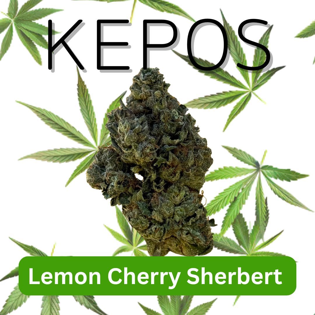 Kepos - Lemon Cherry Sherbert 3.5g - PREMIUM FLOWERS