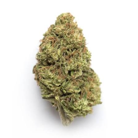 Rocky Mountain Blueberry AAAA