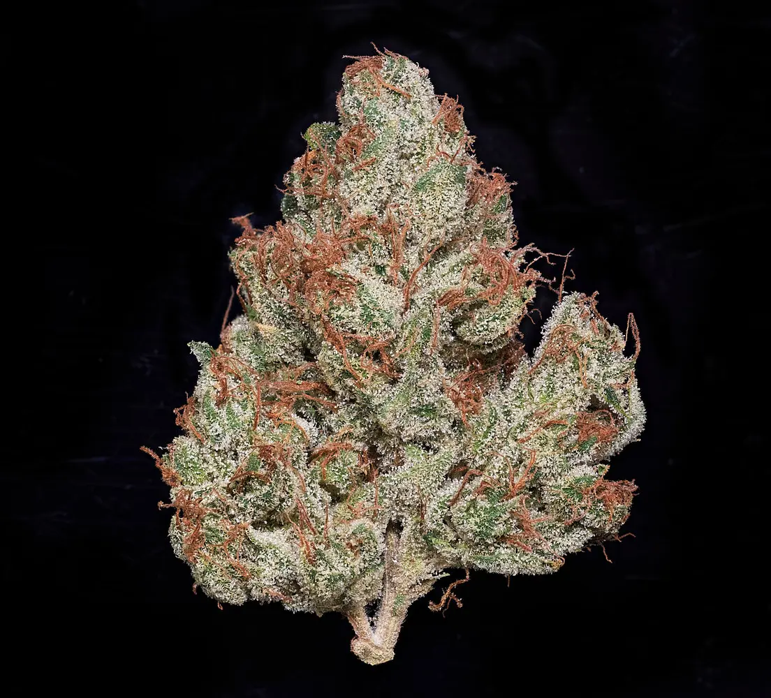 MVN - Mandarin Gold - Eighth -PP