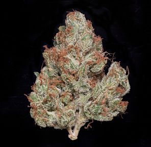 MVN - Mandarin Gold - Eighth -PP