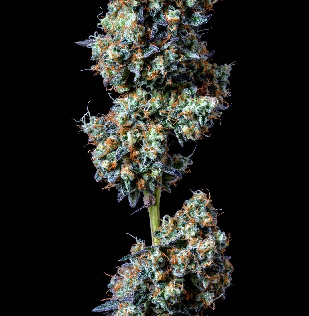 Alt Sol | Purple Urkle - Flower | 1g | Indica