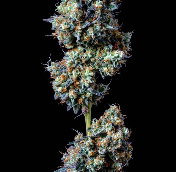 Alt Sol | Purple Urkle - Flower | 1g | Indica