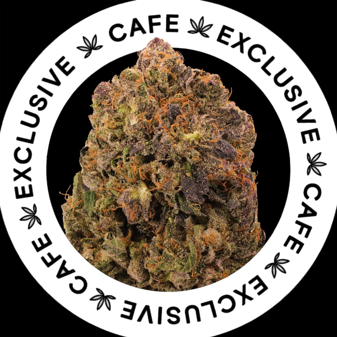 7G CAFE EXCLUSIVES- PINK PIFF