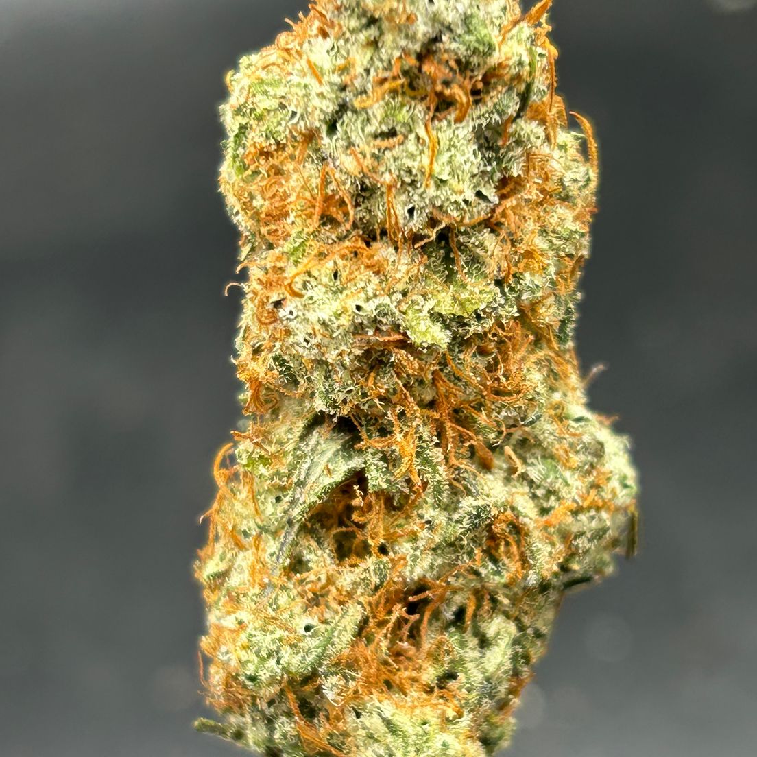 Black Truffle - Tier 4