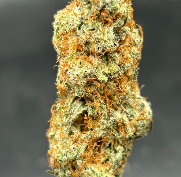 Black Truffle - Tier 4