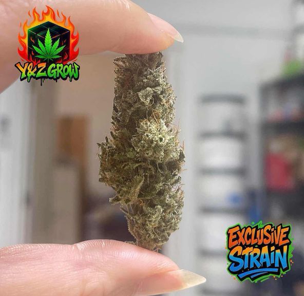 ❤️BACK STOCK❤️PIFF Haze (PURE SATIVA) - Premium