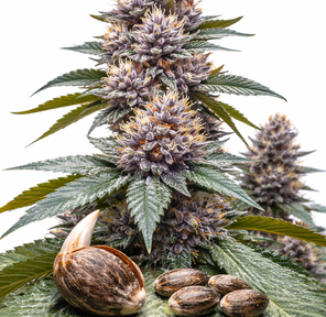 Blueberry Kush Feminized Cannabis Seeds (21-24% THC) -- Cultivated Homegrow